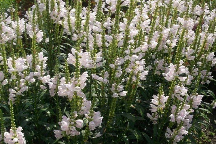 Physostégie - photo