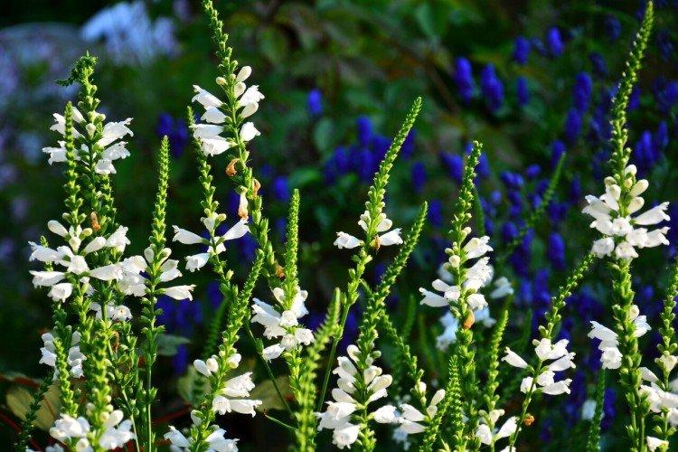 Physostégie - photo