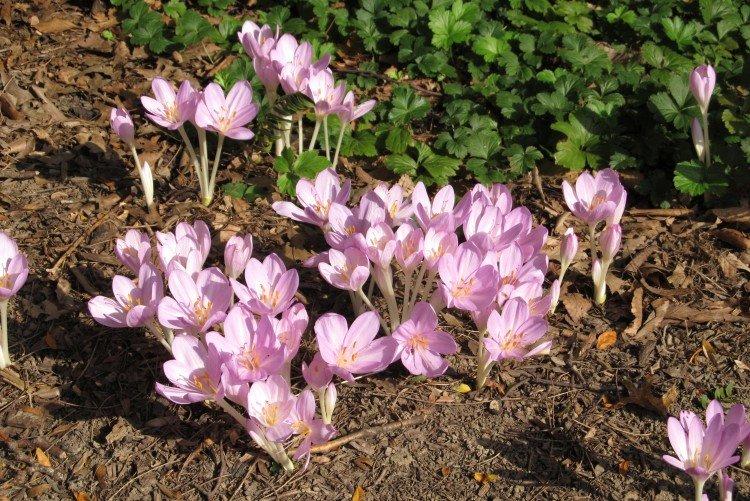 Plantation et élevage de colchiques