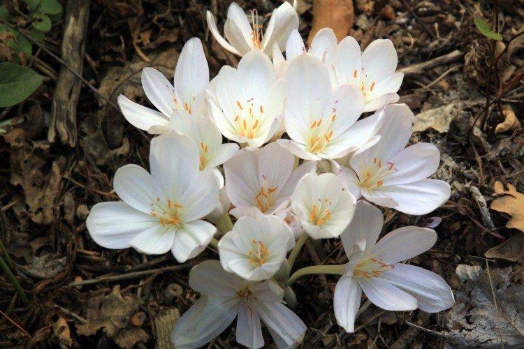 Crocus blanc