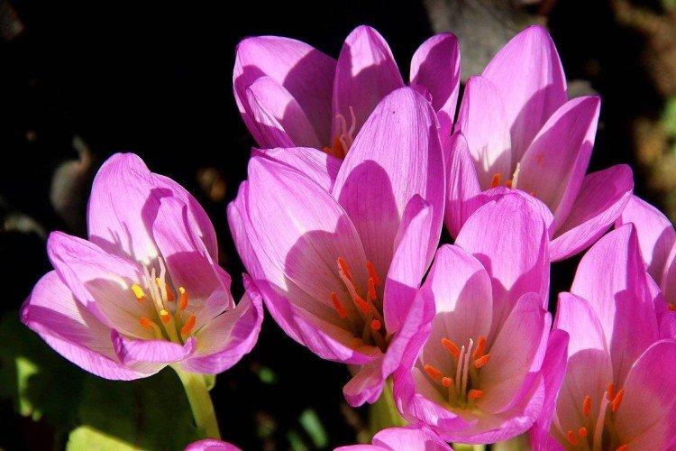 Colchique magnifique