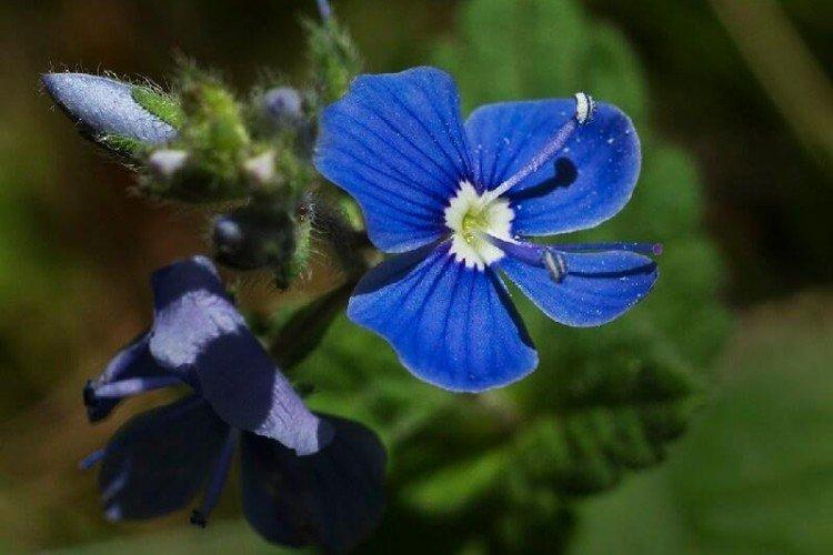 Fleur de Véronique - photo