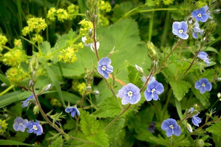 Fleur de Véronique - photo