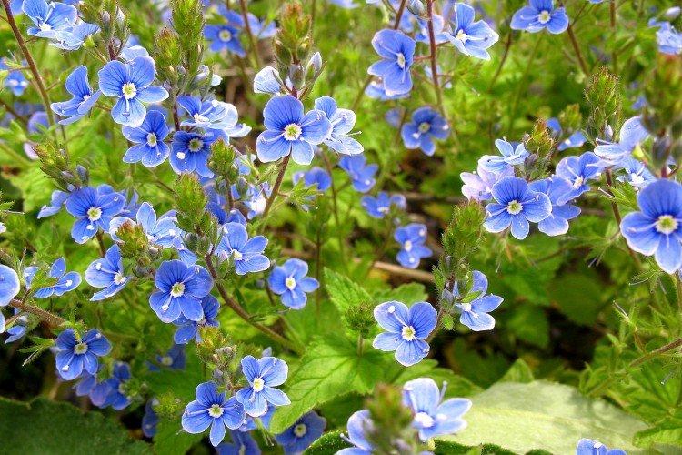 Fleur de Véronique - photo