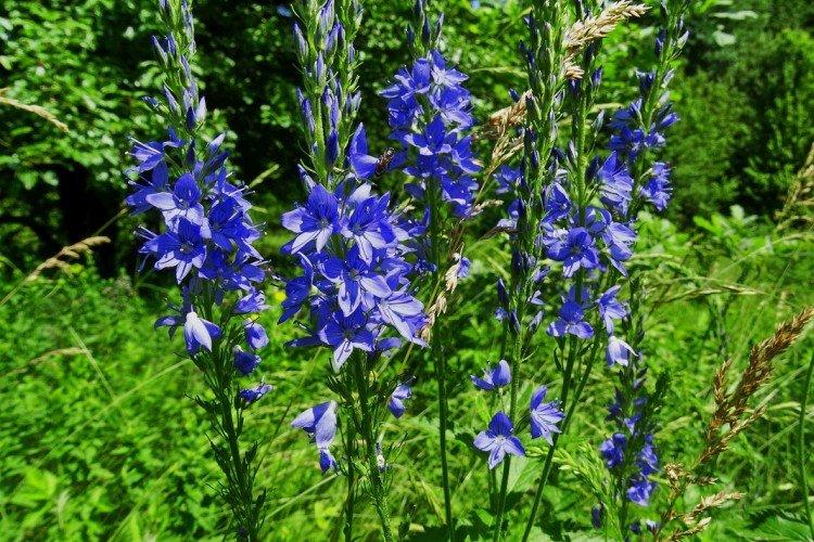 Fleur de Véronique - photo