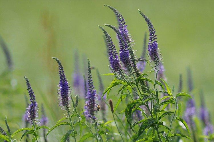Fleur de Véronique - photo
