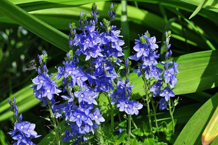 Fleur de Véronique - photo