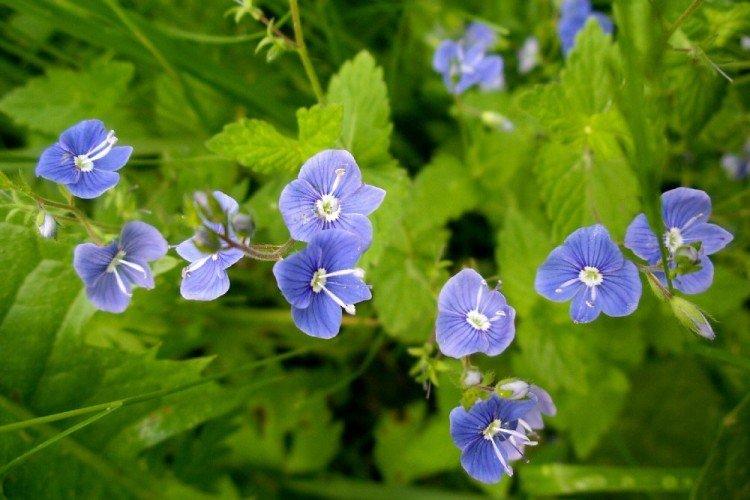 Fleur de Véronique - photo