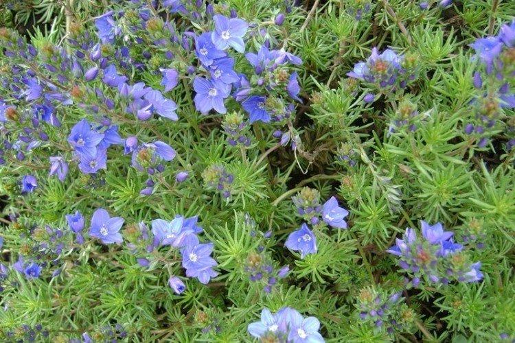 Véronique arménienne