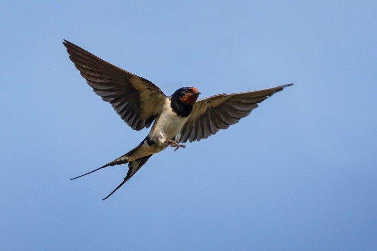 Hirondelles mâles et femelles : différences
