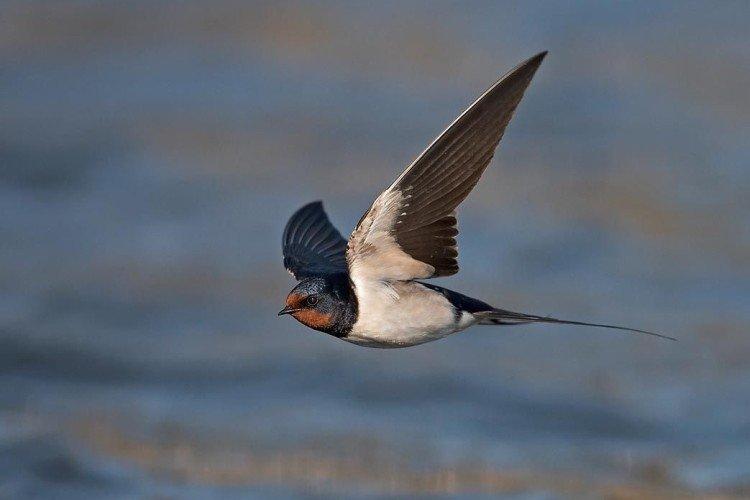 Hirondelles - photo d'oiseau