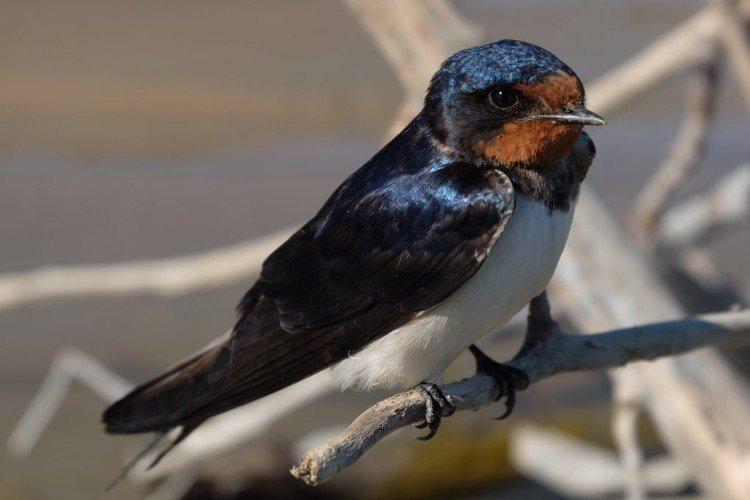 Hirondelles - photo d'oiseau