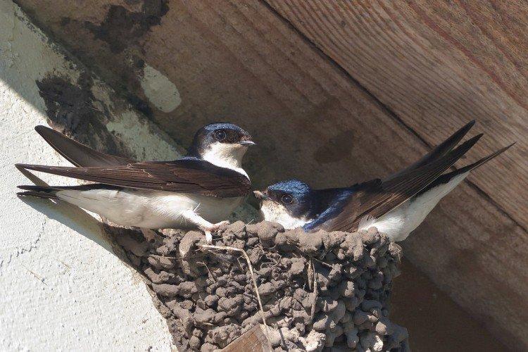 Hirondelles - photo d'oiseau