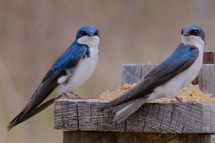 Hirondelles - photo d'oiseau