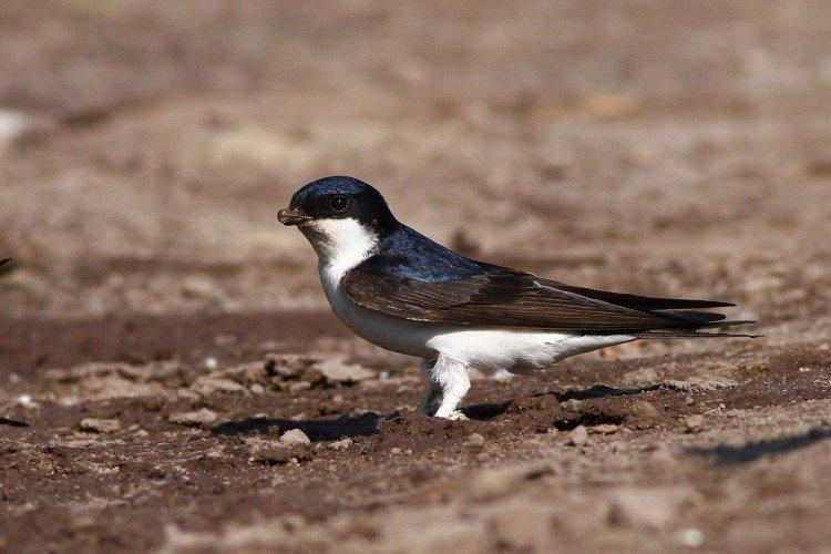 Hirondelles - photo d'oiseau