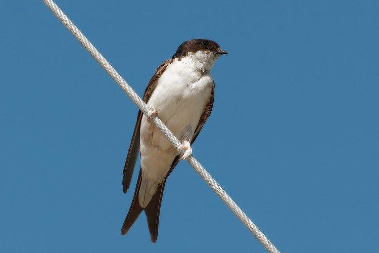 Hirondelles - photo d'oiseau