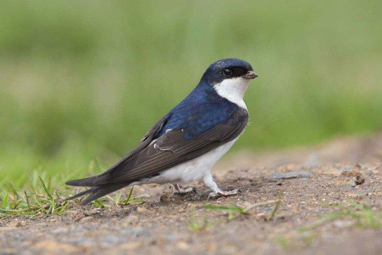 Hirondelle de la ville