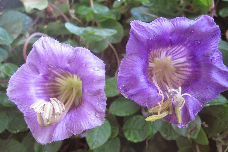 Lutte contre les parasites et les maladies