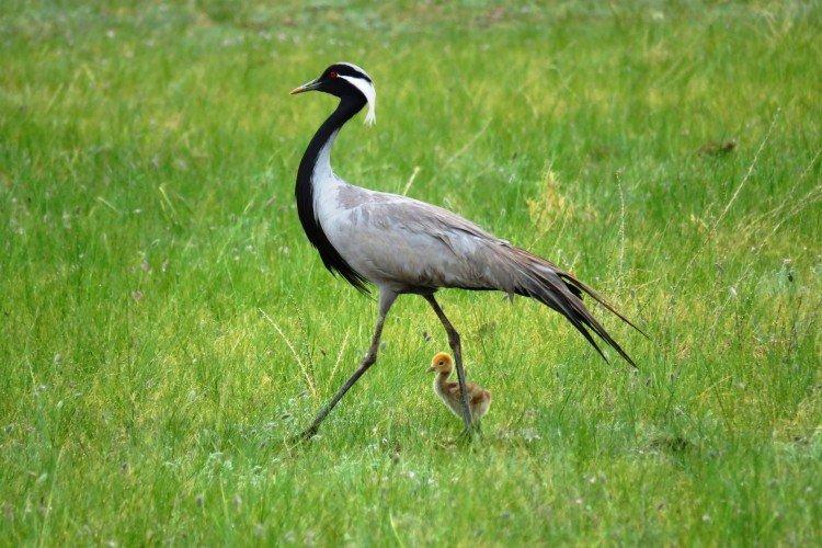 Grues - photo d'oiseau