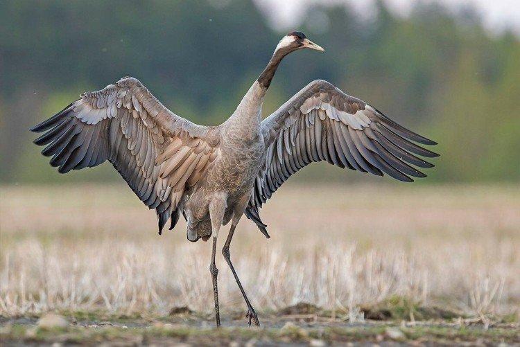 Grues, cigognes et hérons : différences