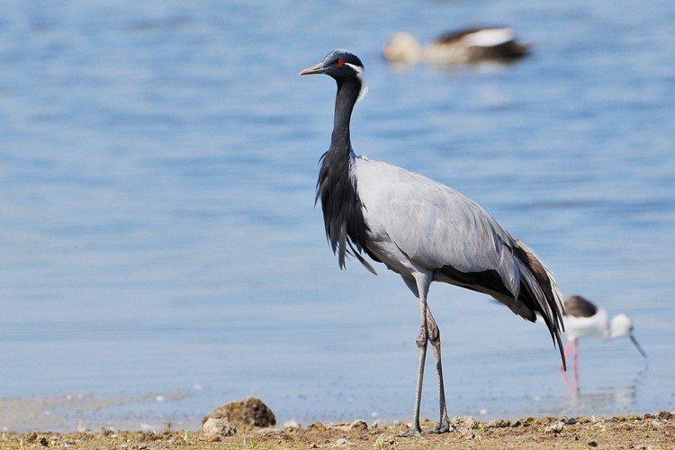 Grues - photo d'oiseau