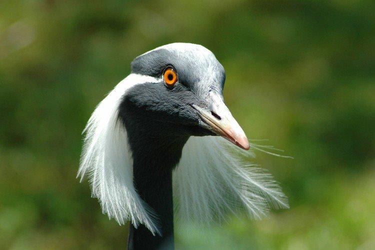 Grues - photo d'oiseau
