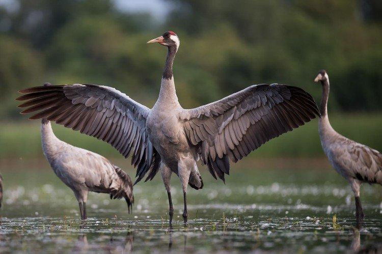 Grues - photo d'oiseau