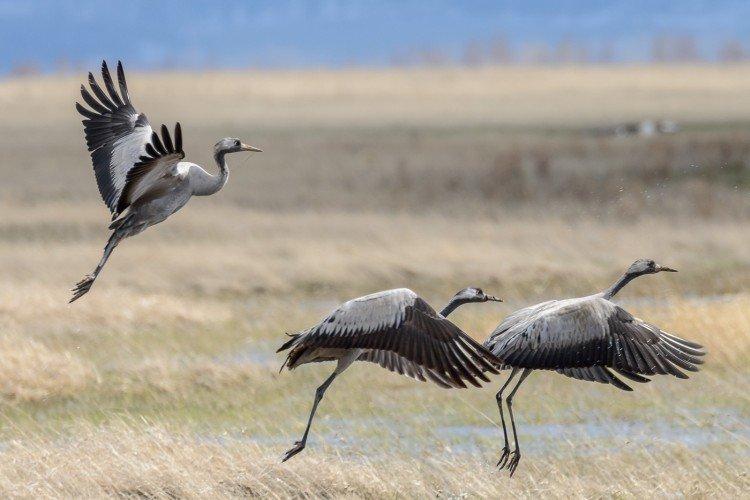 Grues - photo d'oiseau