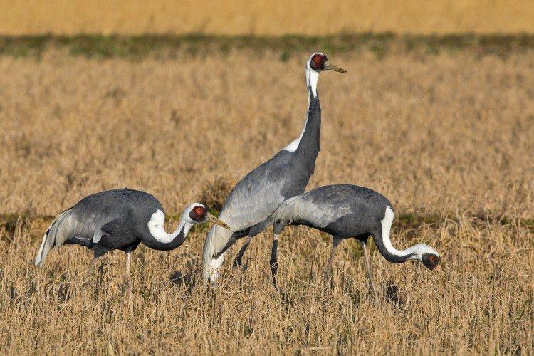 Grues - photo d'oiseau
