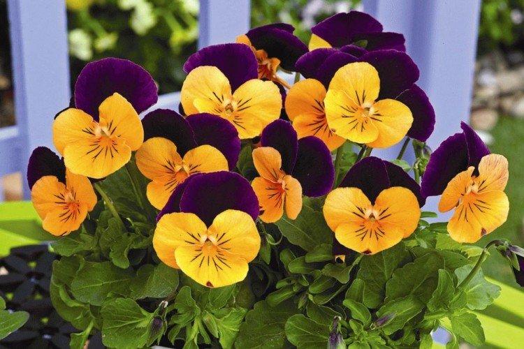 Engrais et alimentation