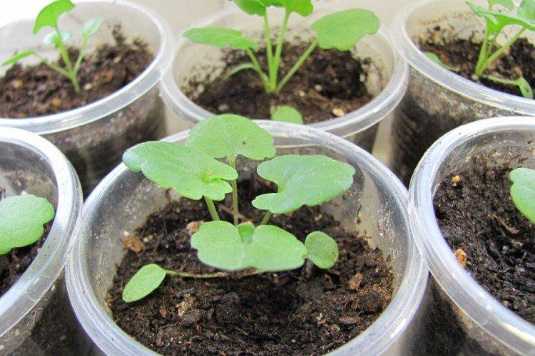 Planter et élever l'alto