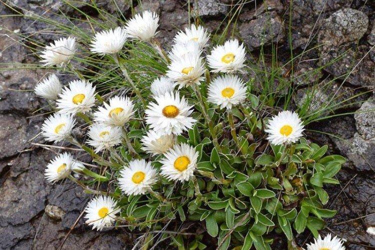 Gelichrizum fleur de marguerite
