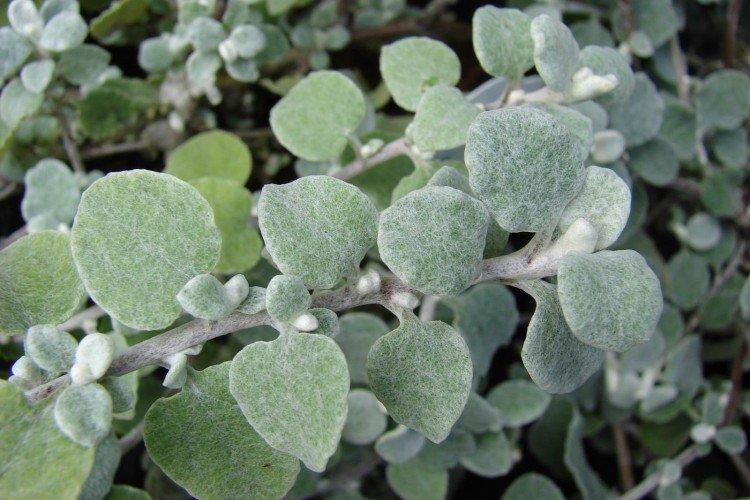 Gelichrizum pétiolé