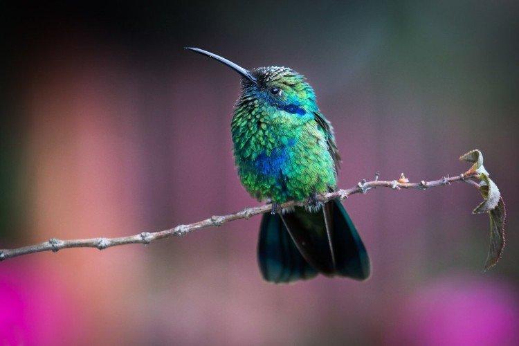 Apparence de colibri