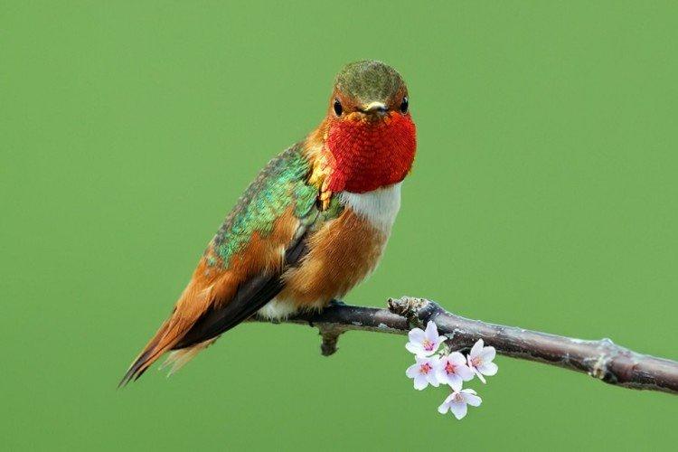 Colibri rubis