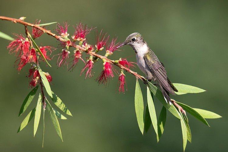 Colibri - photo d'oiseau
