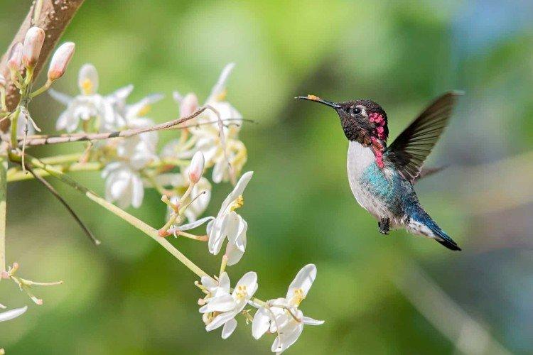 Colibri - photo d'oiseau