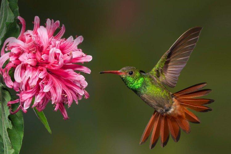 Colibri - photo d'oiseau