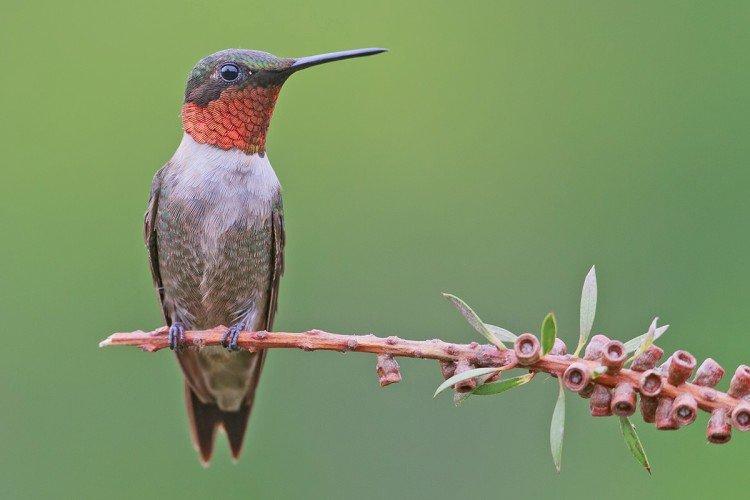 Colibri - photo d'oiseau
