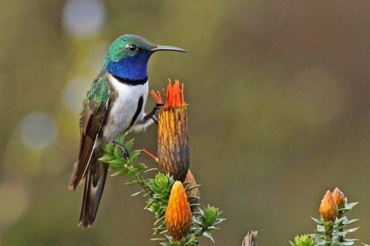 Colibri - photo d'oiseau