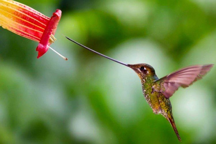 Colibri à bec-épée