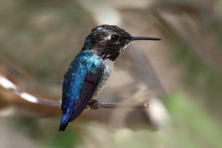 Colibri