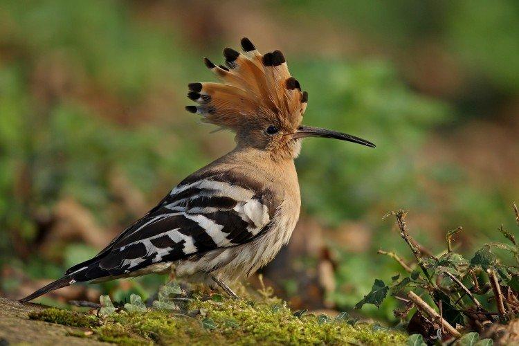 L'apparition de la huppe