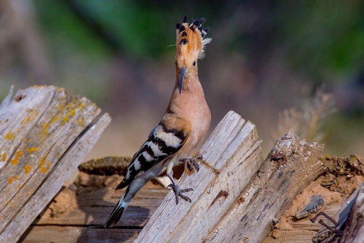 Huppe fasciée - photo d'oiseau