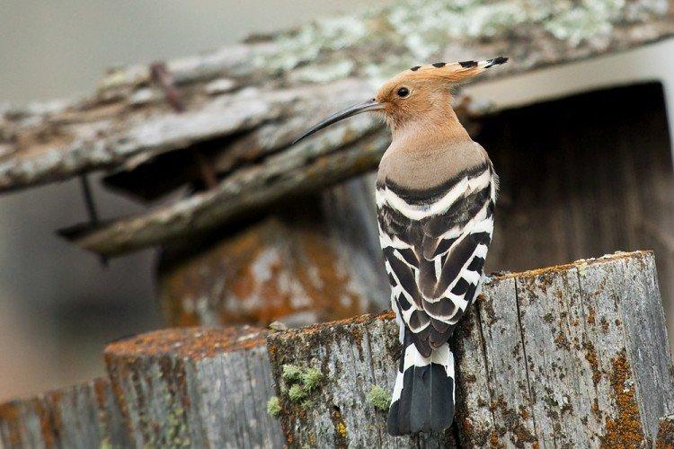 Huppe fasciée - photo d'oiseau