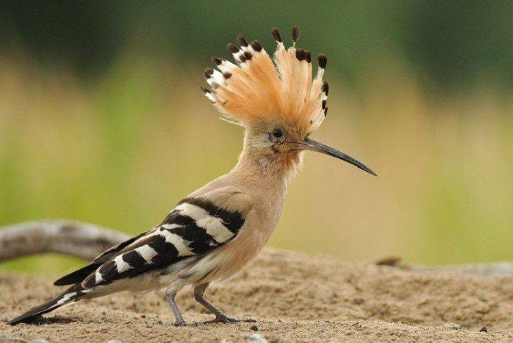 Huppe fasciée - photo d'oiseau