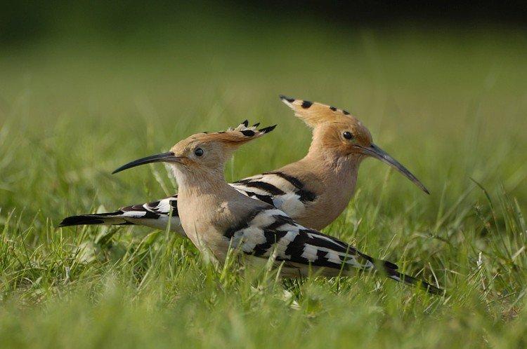 Huppe fasciée - photo d'oiseau