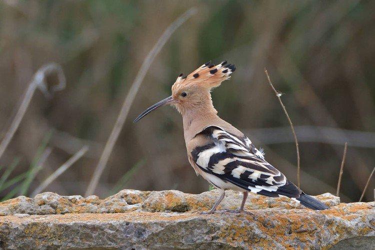 Huppe fasciée - photo d'oiseau