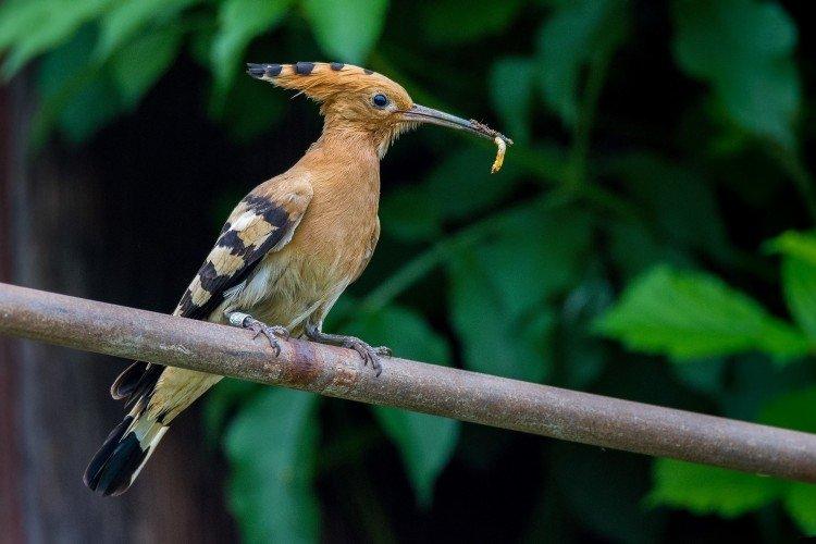 Huppe fasciée - photo d'oiseau