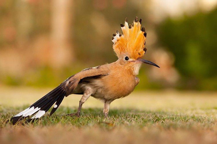 Huppe fasciée - photo d'oiseau